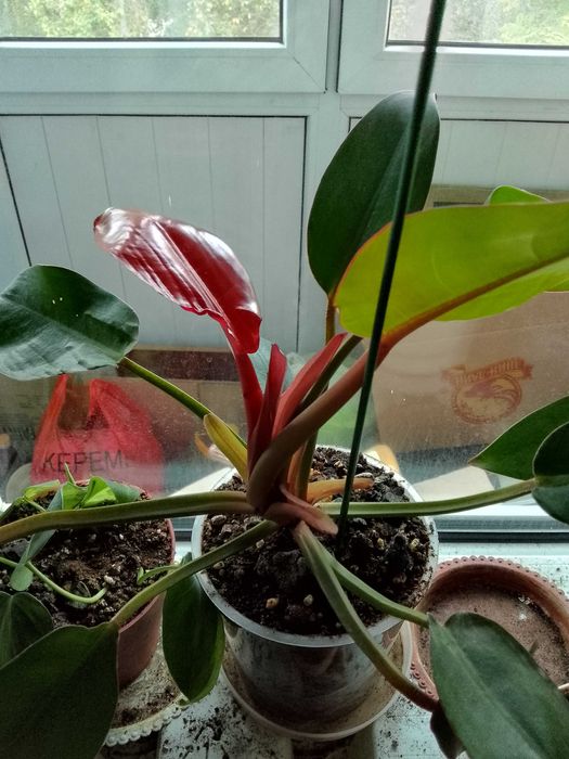 Сингониумы,монстеры,филодендроны,сциндаптусы