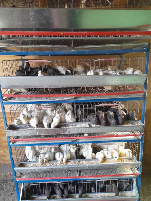 Prepelițe baieti pentru sacrificat au 2 luni