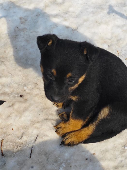 Щенки-сироты ищут дом