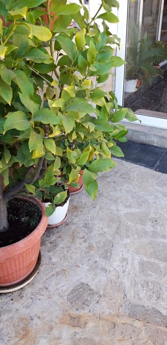 Продавам лимон дръвче.