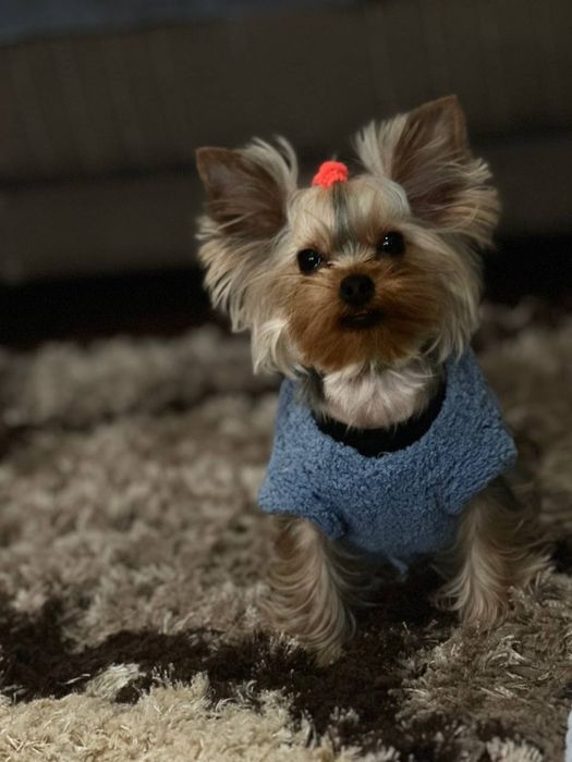 Продаются еркширские терьеры