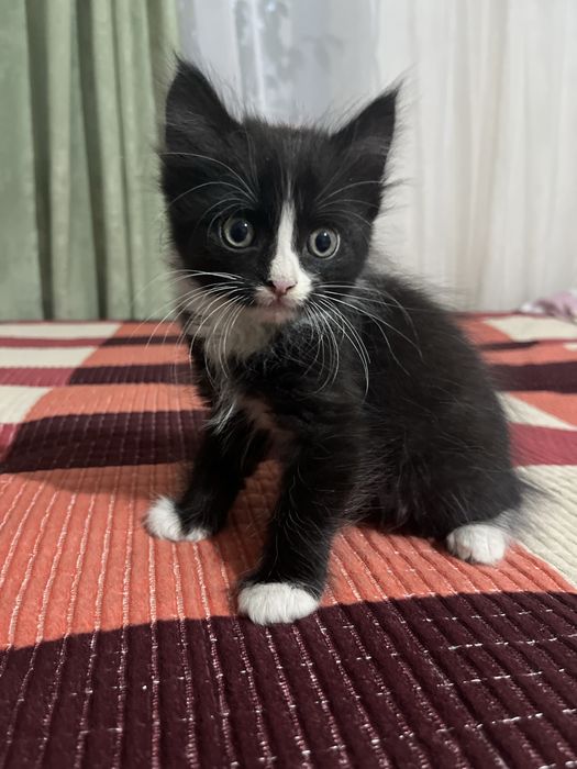 Отдам котят в добрые руки