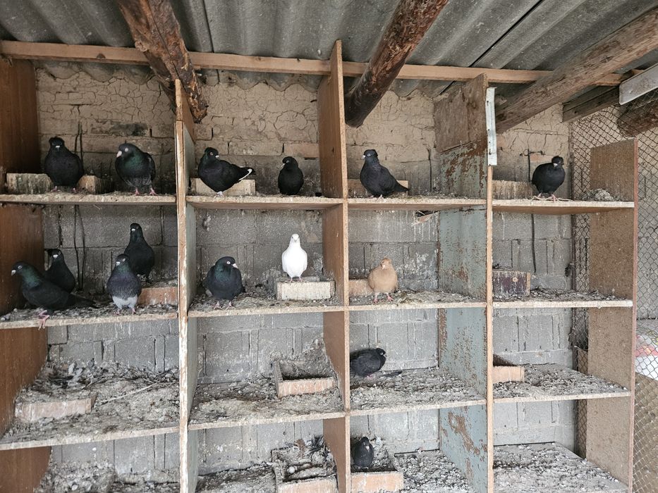 Продается голуби