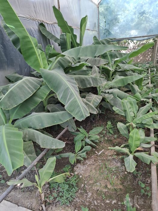 Banan ko‘chatlari sotiladi.