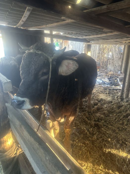 Продам 2 быка алатау