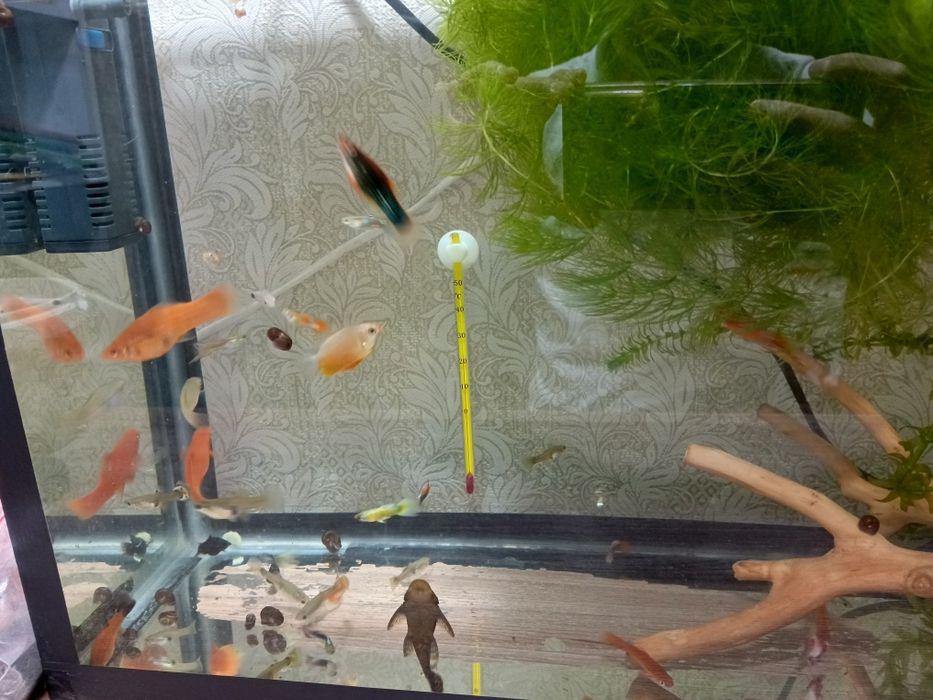 Продам аквариумных рыбок, разных