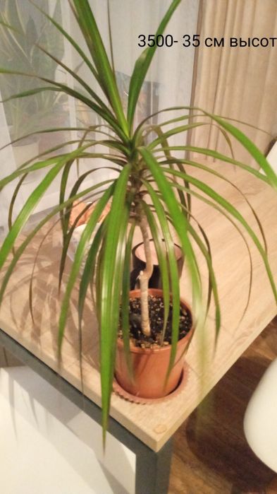 Продам комнатные цветы