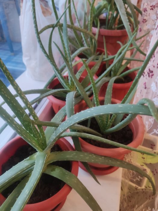 Алоэ полуторогодовалые с горшком