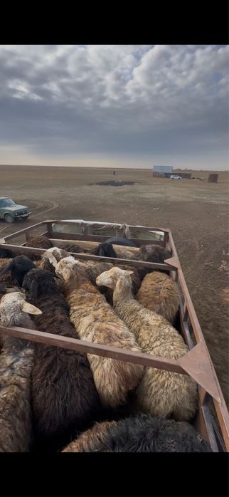 Газель по городу Уральск,Скотовоз