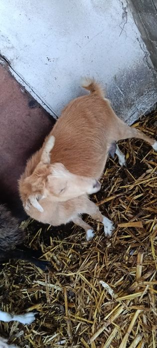 Продавам кози скозни и млечни