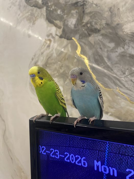 Папугай волнистый ручной