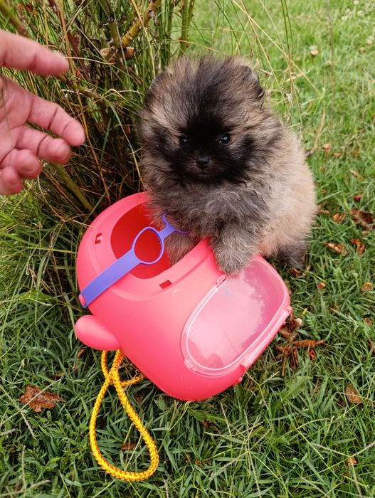Pomeranian mascul mini toy pedigree