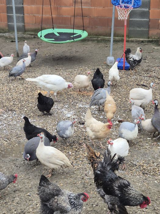 Vand bibilici colorate