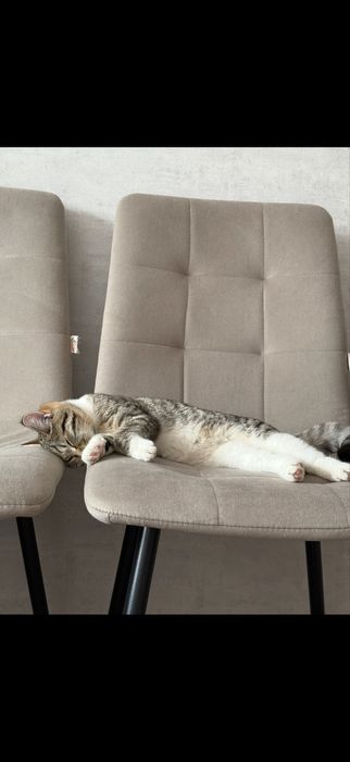 Отдам кошек в добрые руки