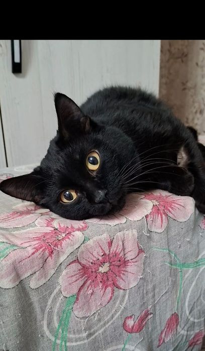 Милый добрый котик Басик в добрые руки!