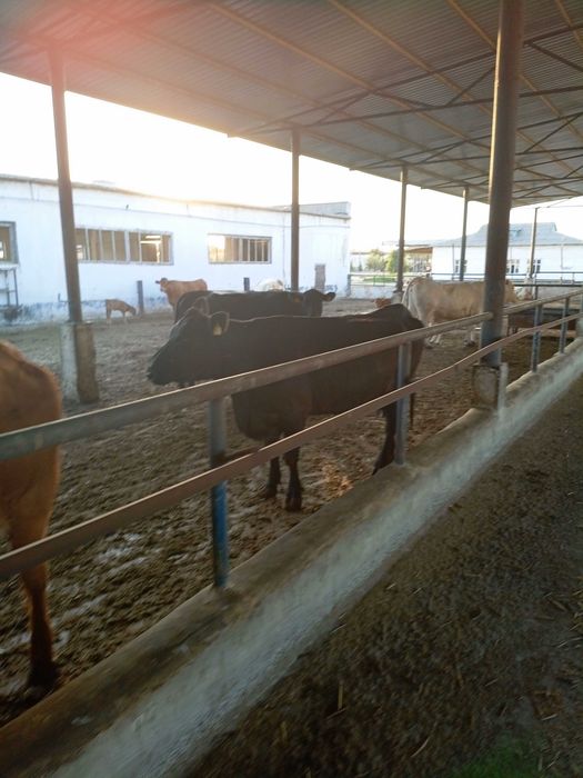 Продаётся ферма 30 га с посевом для коров Куи Чирчикский район