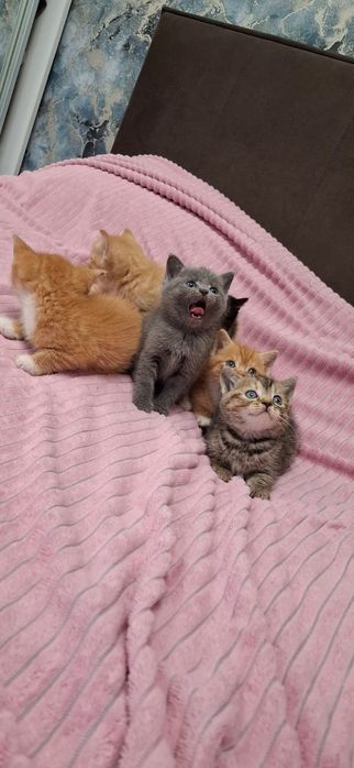 Британские котята