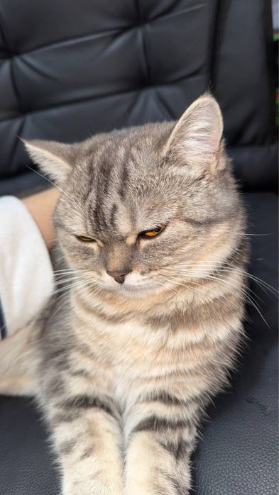 Schotish fold, shinshila