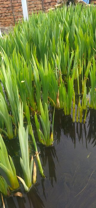 Жълт японски ирис