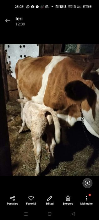 Vaca cu vitel ..