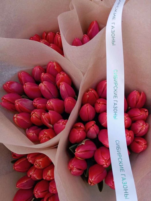 Тюльпаны в розницу от 550тг.