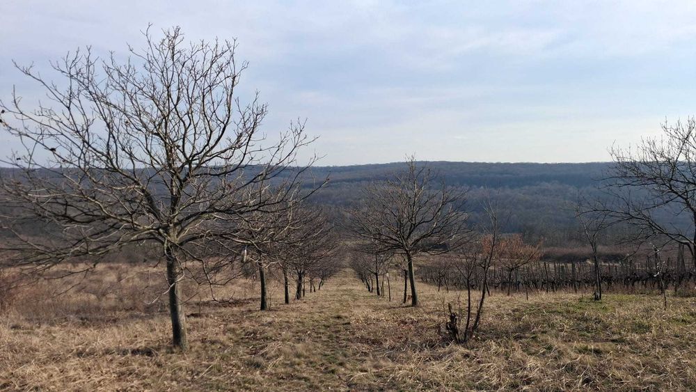 Livadă de 32 ari, cu  pomi fructiferi diverși, în Tăutelec