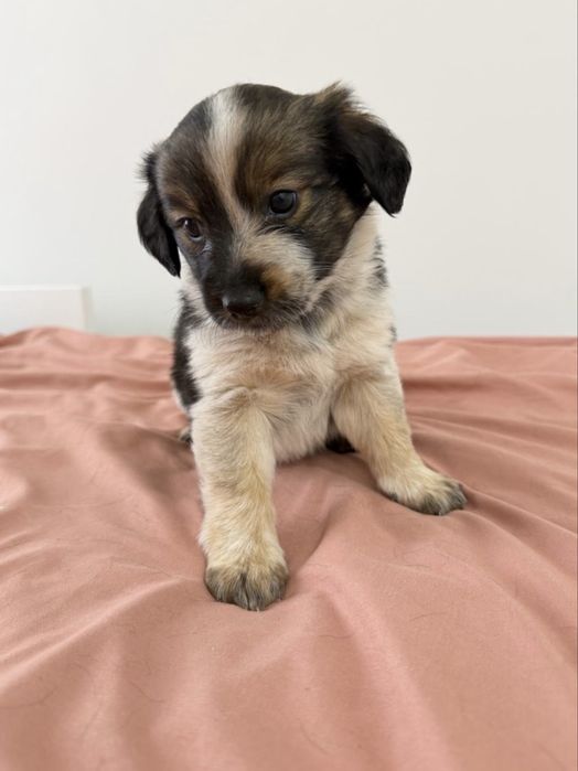 Щенки в добрые руки