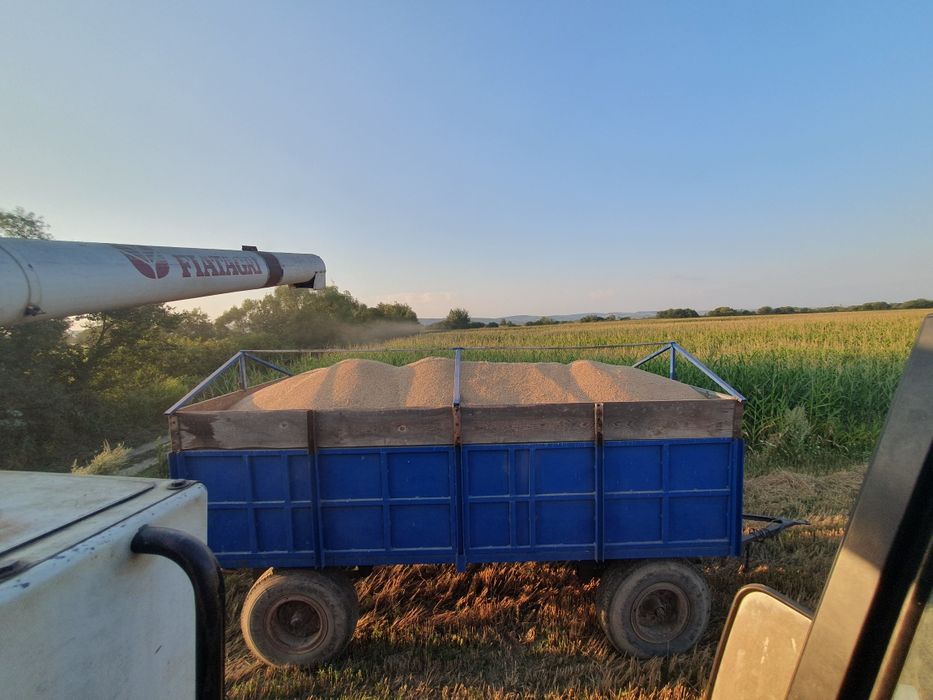 Vand grâu  productie 2026