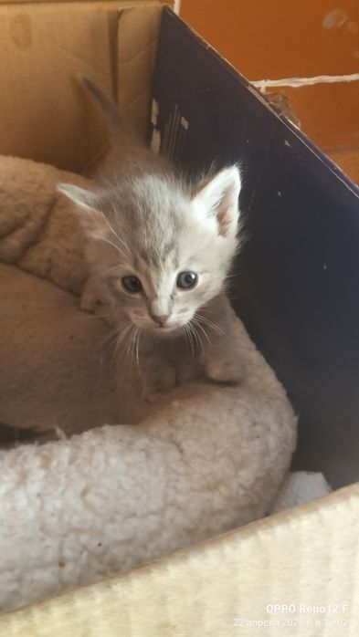 Отдам даром котят