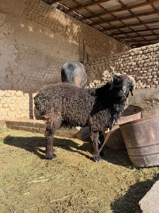 Қошқар 35 кг еті бар