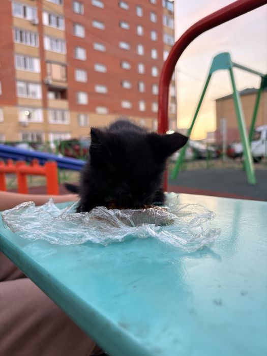 Отдам котенка в добрые руки