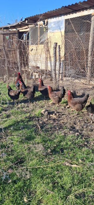 Яйца от катунски кокошки