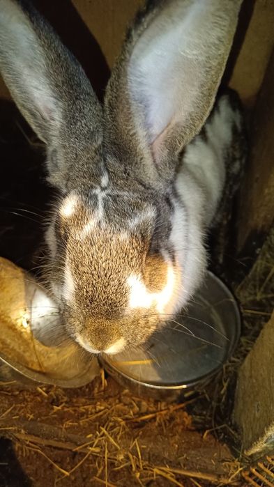 Продам молодых кролих