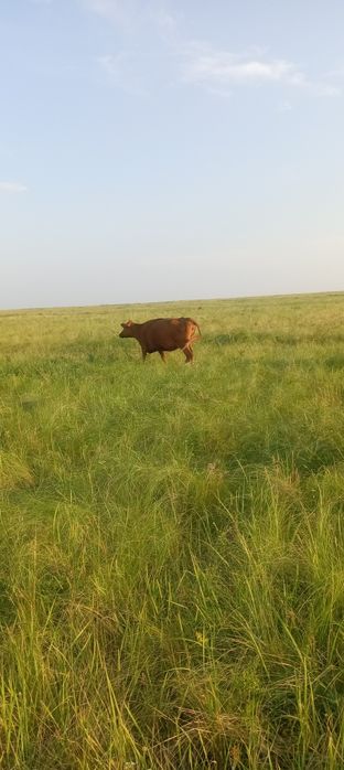 Қара мал сатылады 30 бас