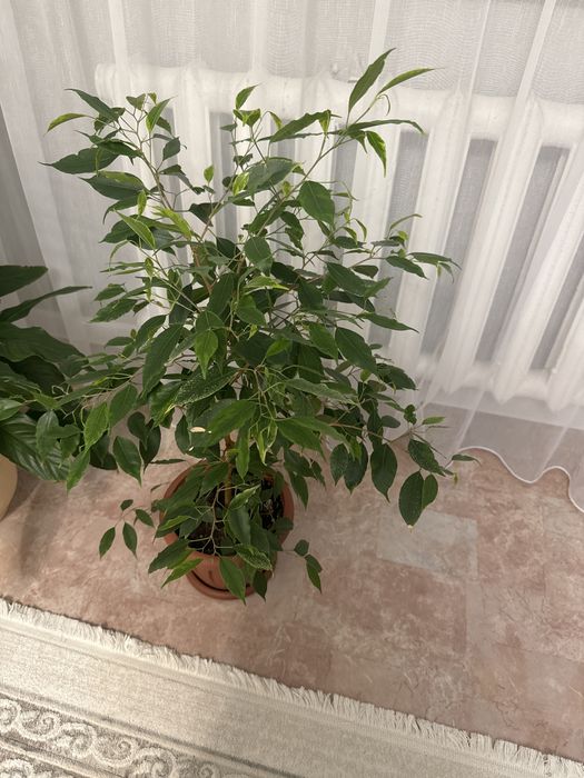 Продам комнатные цветы недорого