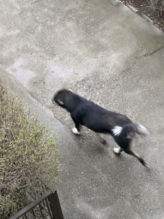 Собачка-девочка в добрые руки