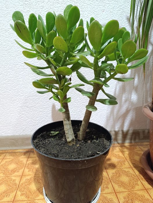Денежное дерево 30 см