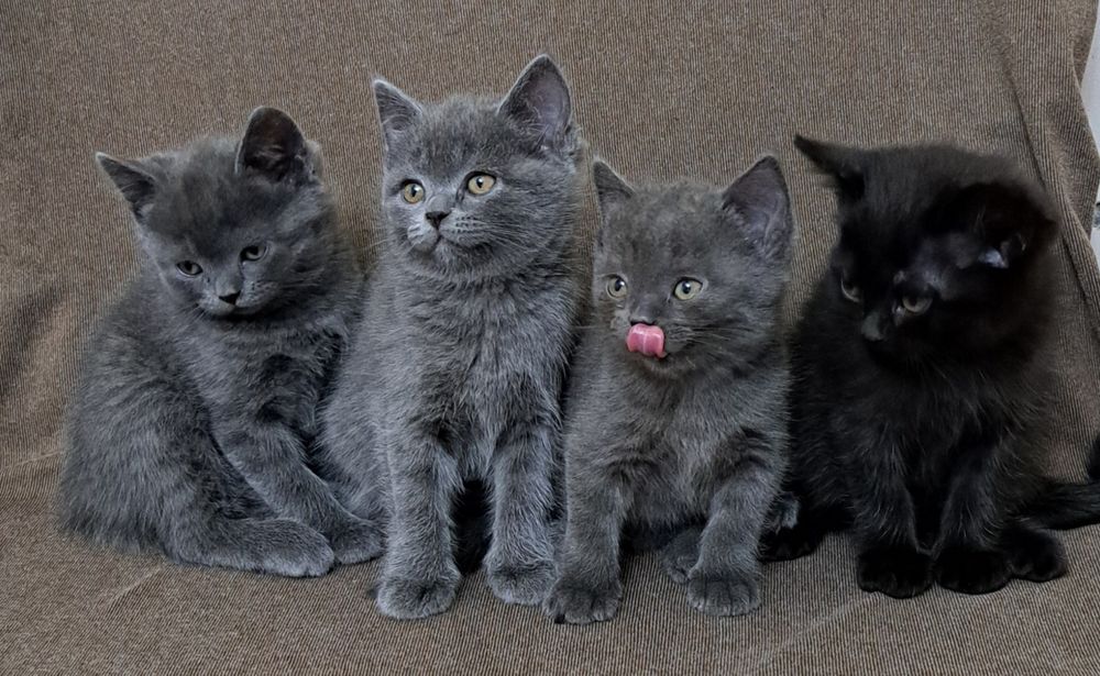 Продаётся Котята скоттиш страйт