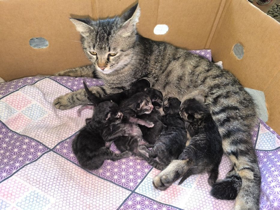 Отдадим даром в хорошие руки.