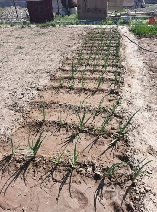 Земельный участок Ынтымак