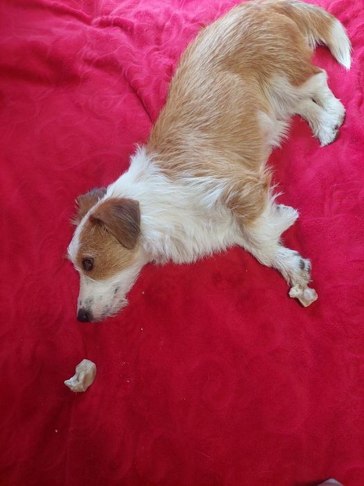 Пропала собака. Просим вернуть за вознаграждение