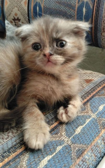 Британский котенок девочка веслоухая, 1.5 мес