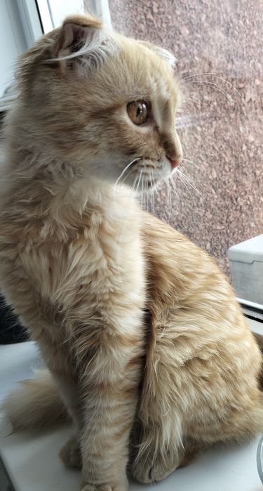 Найден котёнок мальчик