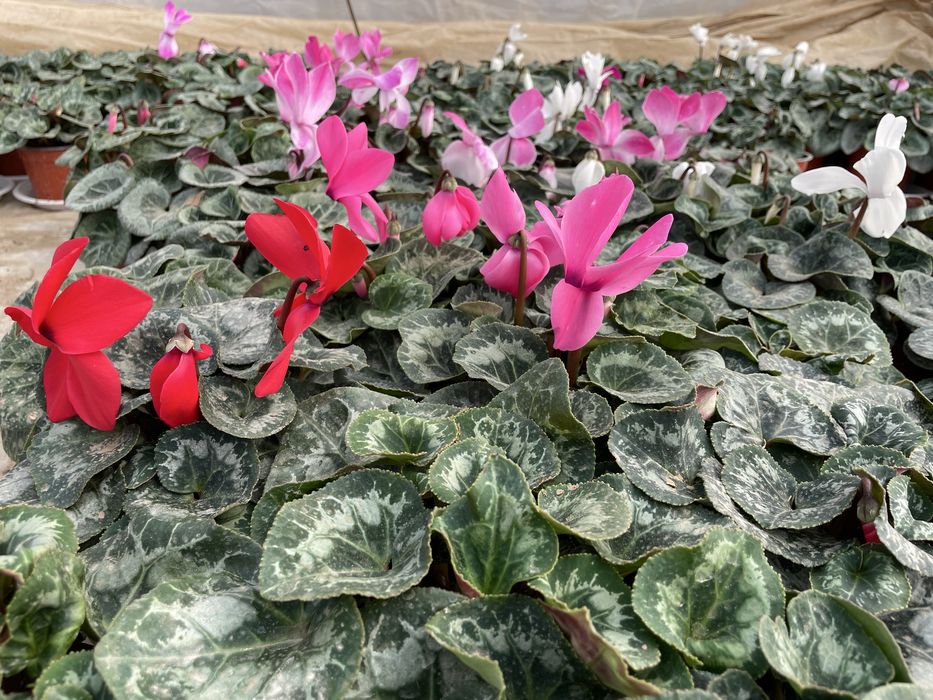 Цветя за 8 - ми март