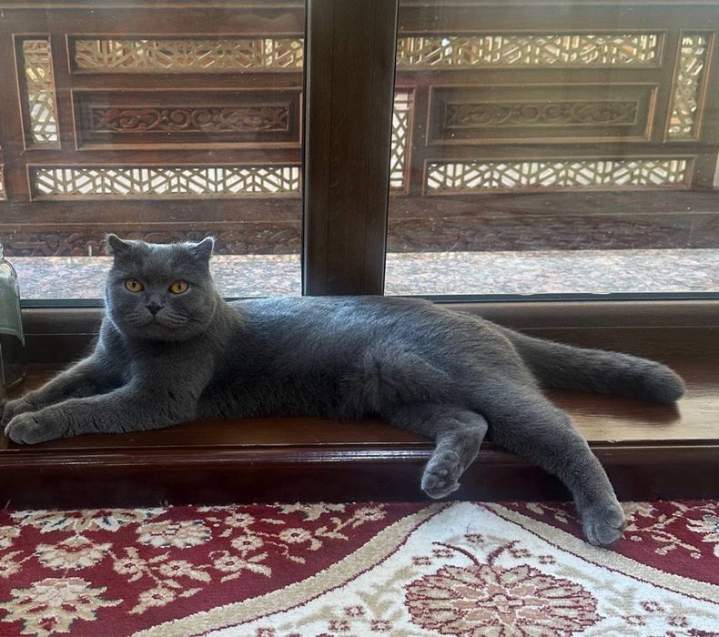Отдадим в добрые руки