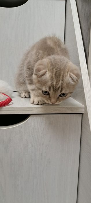 Продаю  котенка скотиш фолд