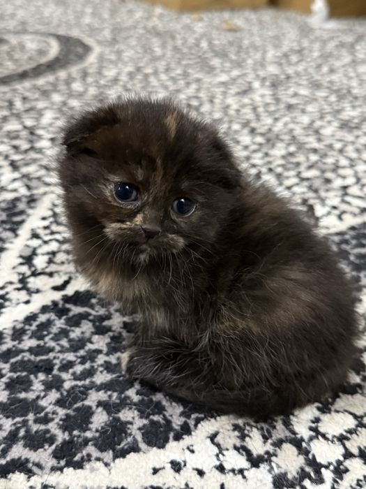 Котенок Скотиш Фолд