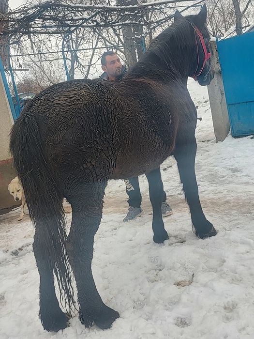 Vând mânză de 3 ani foarte blândă mai multe detalii la tel