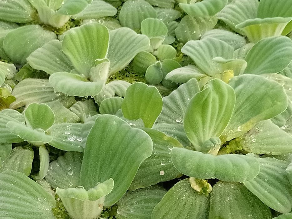 Pistia Salata de Nil , Zambile de apa amazoniene