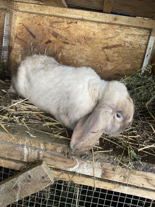 Mascul berbec german